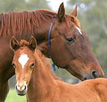Blue Gum Farm - St Kilda Accommodation
