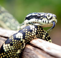 Reptile Encounters - St Kilda Accommodation