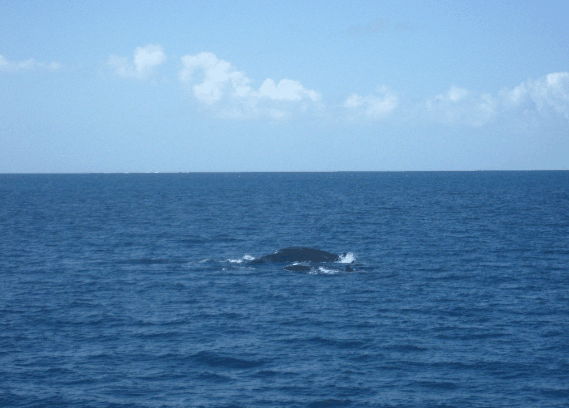 Carlo Fishing Charters - St Kilda Accommodation 1