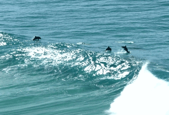 Beach Trekkers North Stradbroke Island - St Kilda Accommodation 2