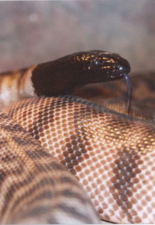 Armadale Reptile & Wildlife Centre - St Kilda Accommodation 4