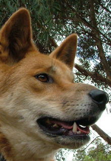Armadale Reptile & Wildlife Centre - St Kilda Accommodation 5