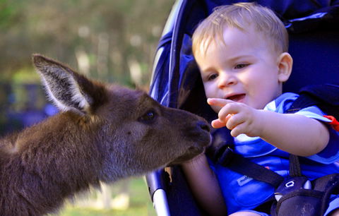 Australian Reptile Park - St Kilda Accommodation 6