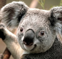 Potoroo Palace - St Kilda Accommodation