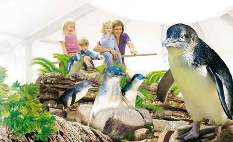 Manly SEA LIFE Sanctuary - St Kilda Accommodation 1