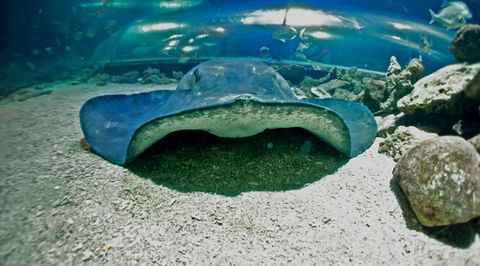Manly SEA LIFE Sanctuary - St Kilda Accommodation 3