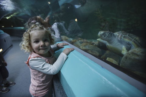 Manly SEA LIFE Sanctuary - St Kilda Accommodation 4