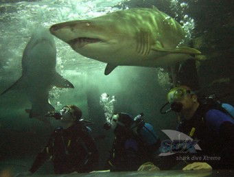 Manly SEA LIFE Sanctuary - St Kilda Accommodation 5
