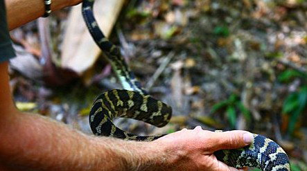 Queensland Day Tours - St Kilda Accommodation 1