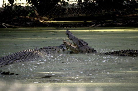 Billabong Sanctuary - St Kilda Accommodation 3