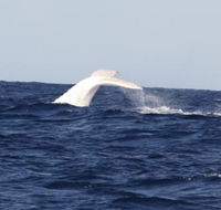 Australian Whale Watching - St Kilda Accommodation