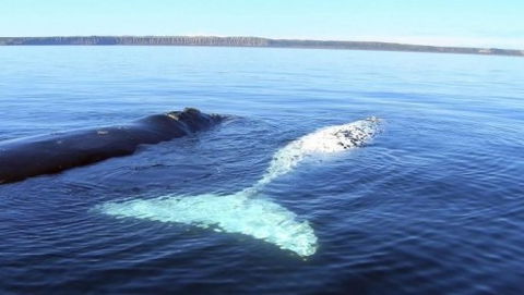 Australian Whale Watching - St Kilda Accommodation 9