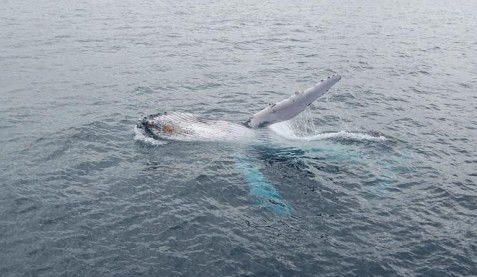 Australian Whale Watching - St Kilda Accommodation 10