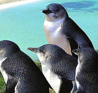 Rockingham Wild Encounters - St Kilda Accommodation