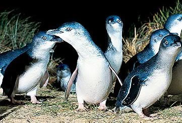 Bunyip Tours - St Kilda Accommodation 4