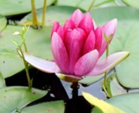 The Lotus Day Spa And Retreat - St Kilda Accommodation 0
