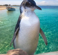 Penguin Island - St Kilda Accommodation