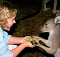 Discovery Bay's Walk on the Wild Side - St Kilda Accommodation