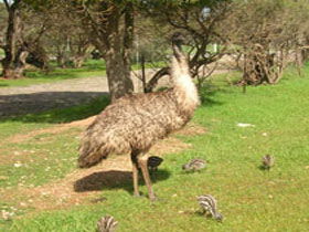 Minlaton SA St Kilda Accommodation