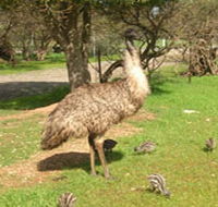 Minlaton Fauna Park - St Kilda Accommodation
