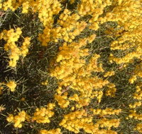 Dalwallinu Remnant Bushland - St Kilda Accommodation