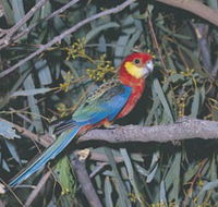 King River - St Kilda Accommodation