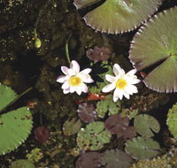 Parry Lagoons Nature Reserve - St Kilda Accommodation