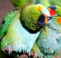 Rainbow Jungle - The Australian Parrot Breeding Centre - St Kilda Accommodation