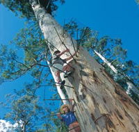 Dave Evans Bicentennial Tree - St Kilda Accommodation
