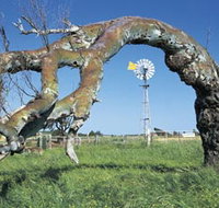 Greenough Leaning Trees - St Kilda Accommodation