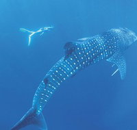 Ningaloo Marine Park - St Kilda Accommodation
