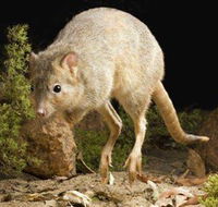 Kanyana Wildlife - St Kilda Accommodation