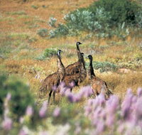 Jurabi Coastal Reserve - St Kilda Accommodation
