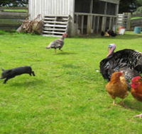 Echo Farm - St Kilda Accommodation