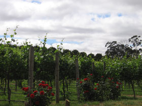 Manyara Vineyard - St Kilda Accommodation 0
