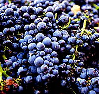 Laurel Bank Vineyard - St Kilda Accommodation