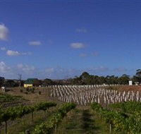 Deep Creek Wines and Alpacas - St Kilda Accommodation