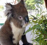 Glen-Forest Tourist Park - St Kilda Accommodation