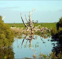 Bool Lagoon Game Reserve and Hacks Lagoon Conservation Park - St Kilda Accommodation