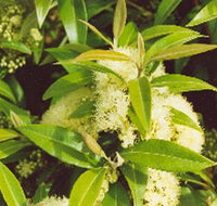Tumbeela Native Bushfoods - St Kilda Accommodation
