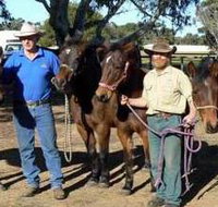 Coffin Bay Brumby Preservation Society Incorporated - St Kilda Accommodation