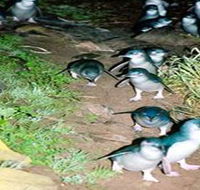 Penneshaw Penguin Centre - St Kilda Accommodation
