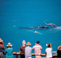 Whale Watching At Head Of Bight - St Kilda Accommodation