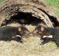 Wing's Wildlife Park - St Kilda Accommodation