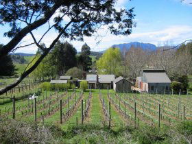 Wilmot TAS St Kilda Accommodation