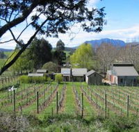 Wilmot Hills Vineyard - St Kilda Accommodation
