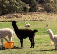 Maydena Country Cabins Accommodation  Alpaca Stud - St Kilda Accommodation