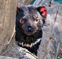 Trowunna Wildlife Sanctuary - St Kilda Accommodation