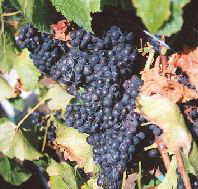 Darlington Vineyard - St Kilda Accommodation