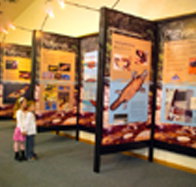 Platypus Experience - St Kilda Accommodation
